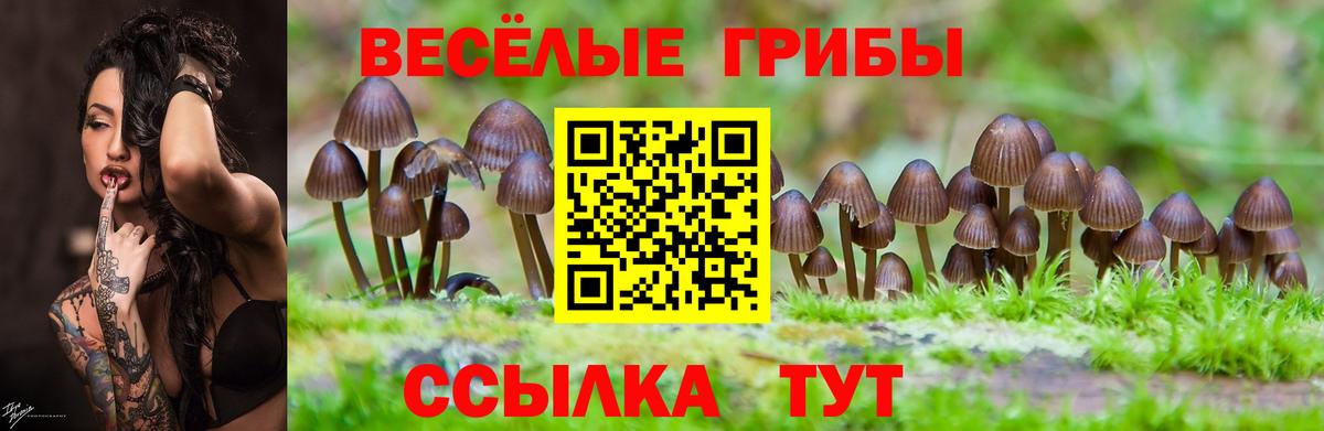 Псилоцибиновые грибы Cubensis  Вход с VPN  Вольск 
